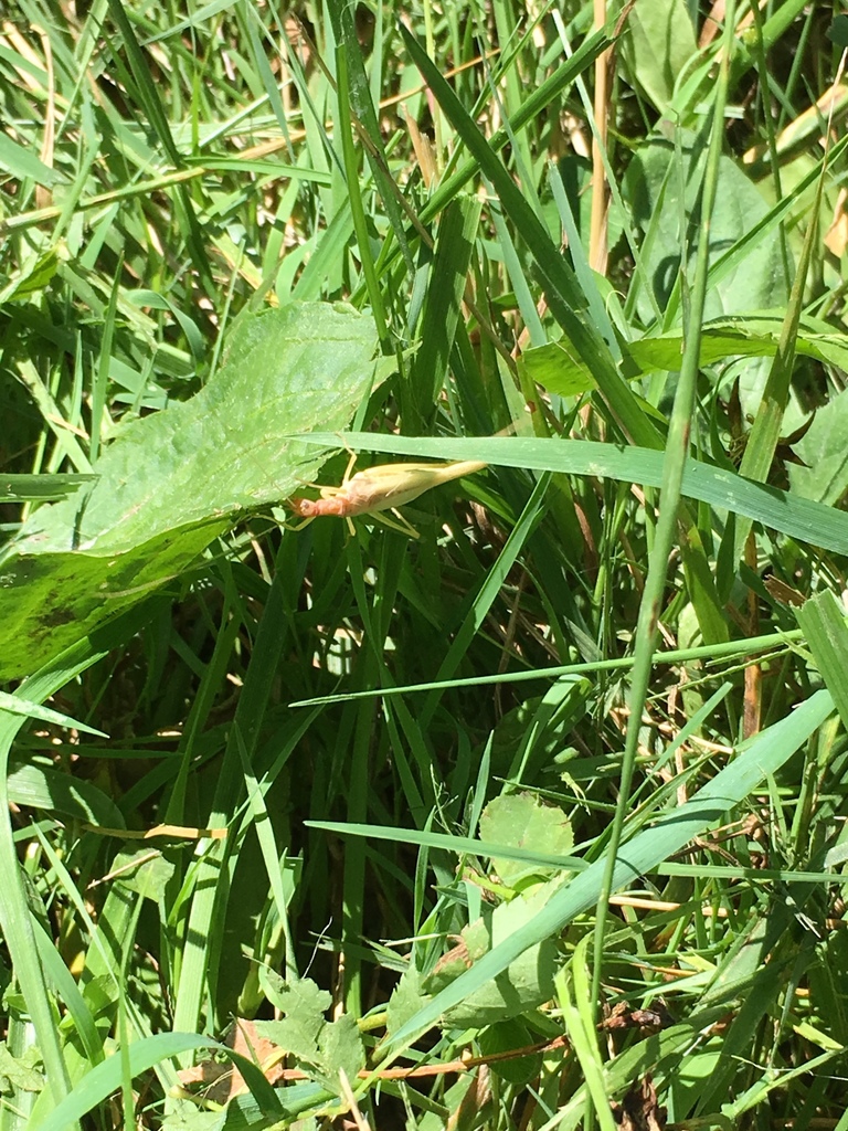 Two-spotted Tree Cricket from Deer Grove West Woodland and Wetland ...