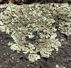 Xanthoparmelia scabrosa