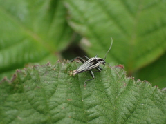 Navomorpha sulcata