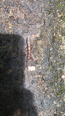 Tropidophorus sinicus