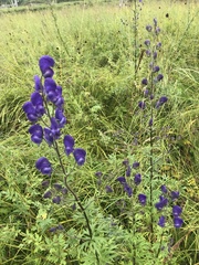 Aconitum baicalense