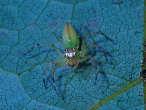 Epeus edwardsi
