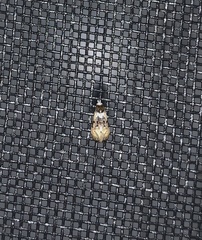 Phalonidia memoranda