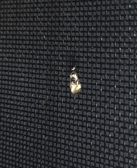 Phalonidia memoranda