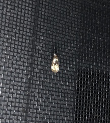 Phalonidia memoranda