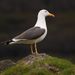 Lesser Black-backed Gull - Photo (c) Andrew, some rights reserved (CC BY-NC)
