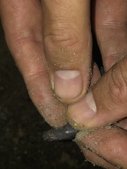 Gymnophiona