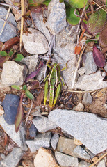 Sigaus australis
