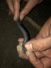 Gymnophiona