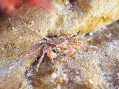 Halicarcinus