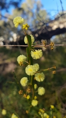 Acacia alata