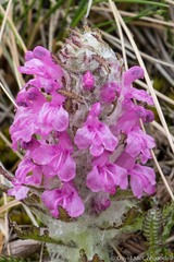 Pedicularis lanata