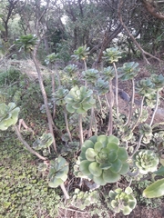 Aeonium undulatum
