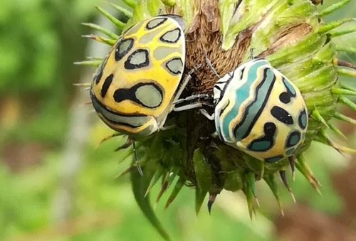 Picasso Bug