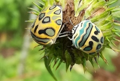 Sphaerocoris annulus