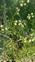 Acacia alata