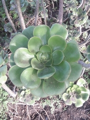 Aeonium undulatum
