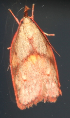 Enchocrates glaucopis