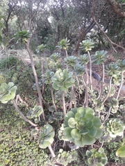 Aeonium undulatum