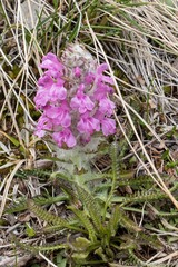 Pedicularis lanata