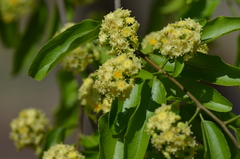 Sarcomphalus mexicanus