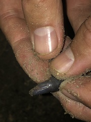 Gymnophiona