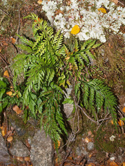 Asplenium appendiculatum appendiculatum