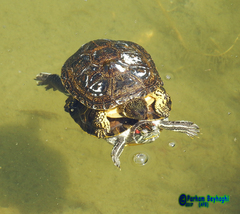 Emys orbicularis
