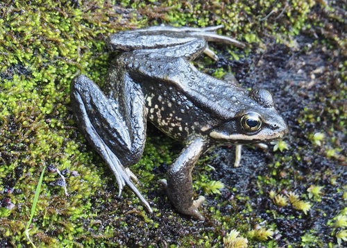 Cascades Frog