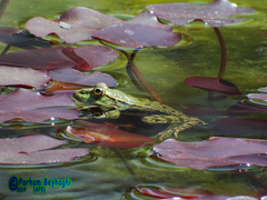 Pelophylax