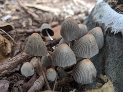 Micacei