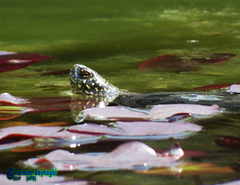 Emys orbicularis persica