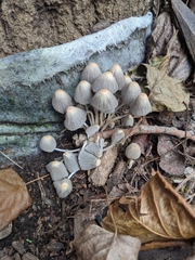 Micacei