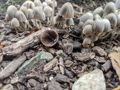 Micacei