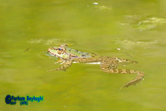 Pelophylax