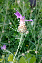 Centaurea × moncktonii