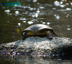Emys orbicularis persica