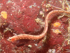 Pholis clemensi