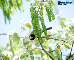 Parus major