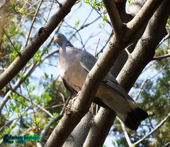 Columba palumbus
