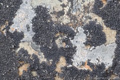 Orphniospora moriopsis