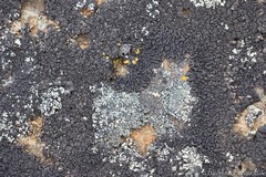 Orphniospora moriopsis