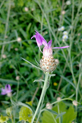 Centaurea × moncktonii