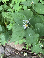 Eurybia chlorolepis