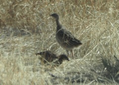 Alectoris chukar