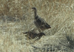 Alectoris chukar