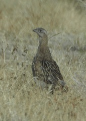 Alectoris chukar