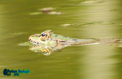 Pelophylax
