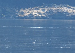 Aechmophorus occidentalis