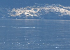 Aechmophorus occidentalis